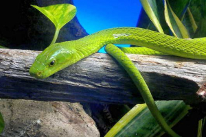 Najsmrtonosnije zmije afrike